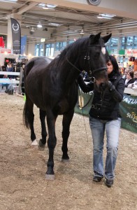 Laissez, Pferd & Jagd 2012